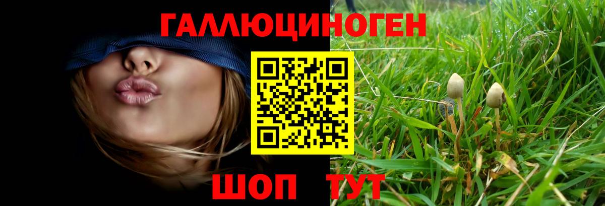 Галлюциногенные грибы Psilocybe Полысаево